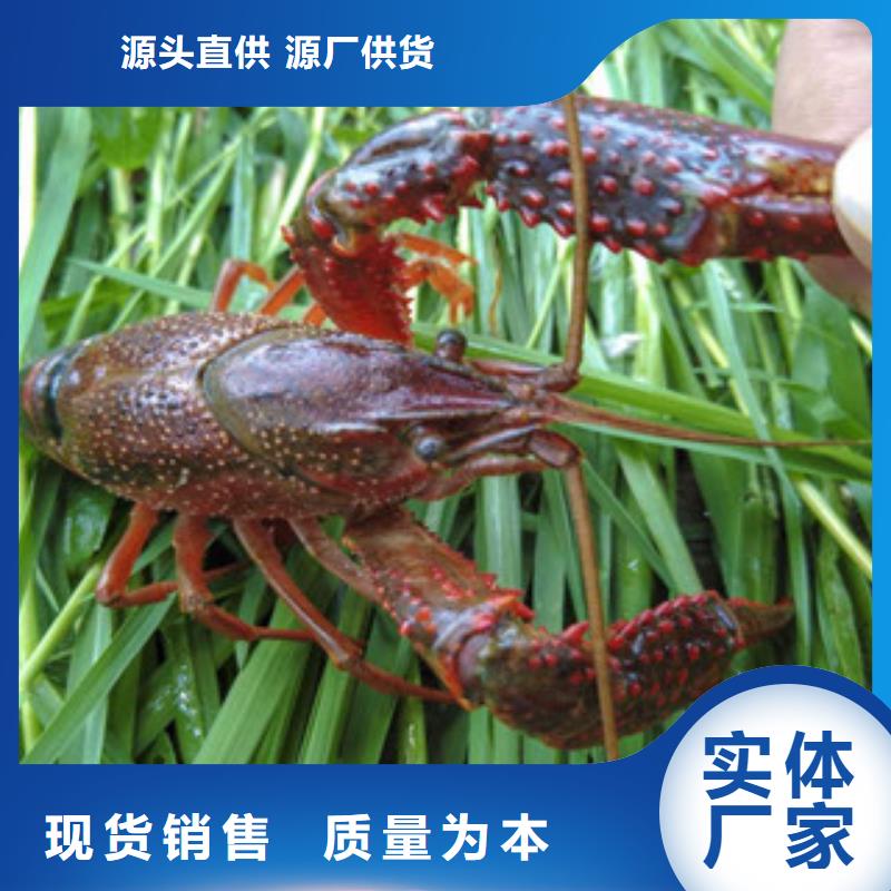 汉阴小龙虾养殖基地批发小龙虾苗小龙虾养殖场