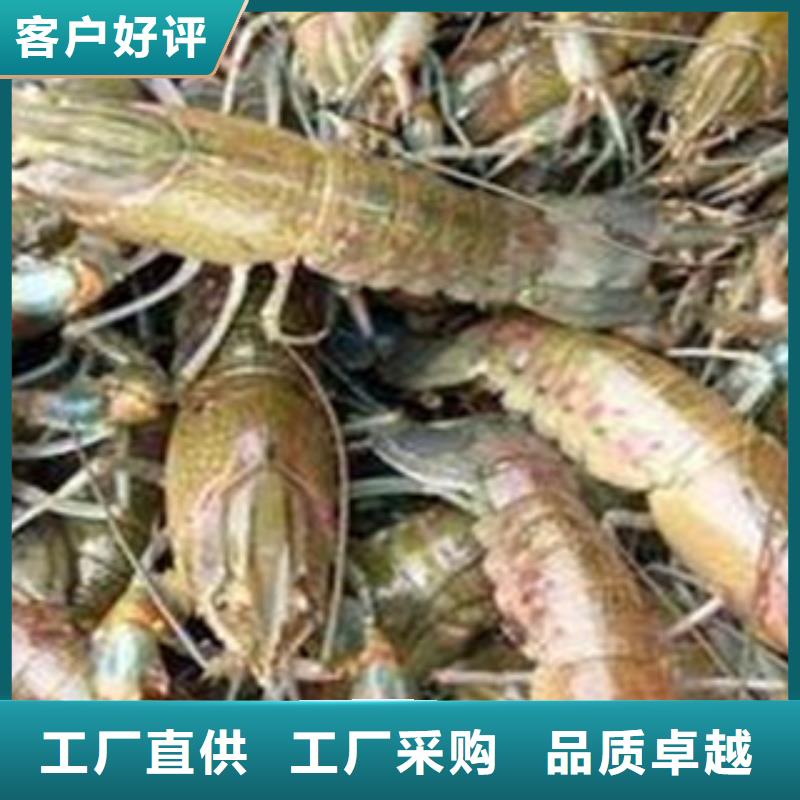 洛南小龙虾养殖基地批发小龙虾苗批发市场