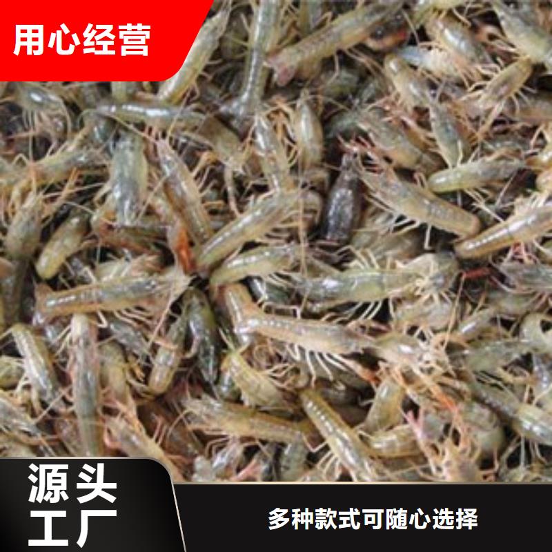 柞水小龙虾养殖基地批发小龙虾苗价格