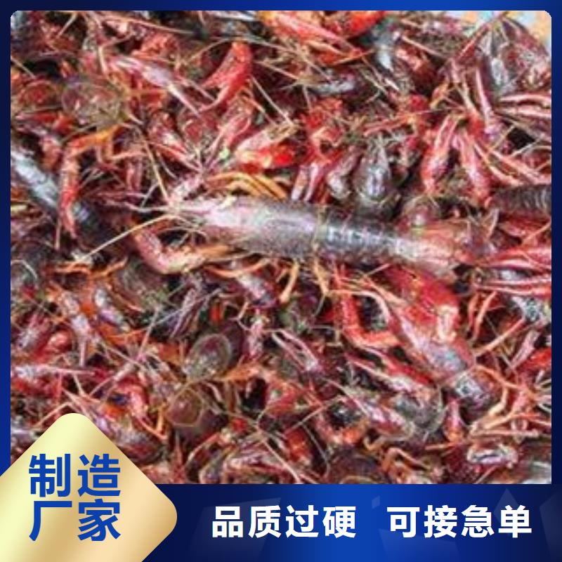 平利小龙虾养殖基地批发小龙虾苗技术员上门指导