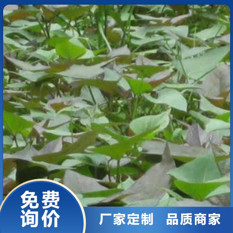 台州红薯苗（西瓜红）种植基地