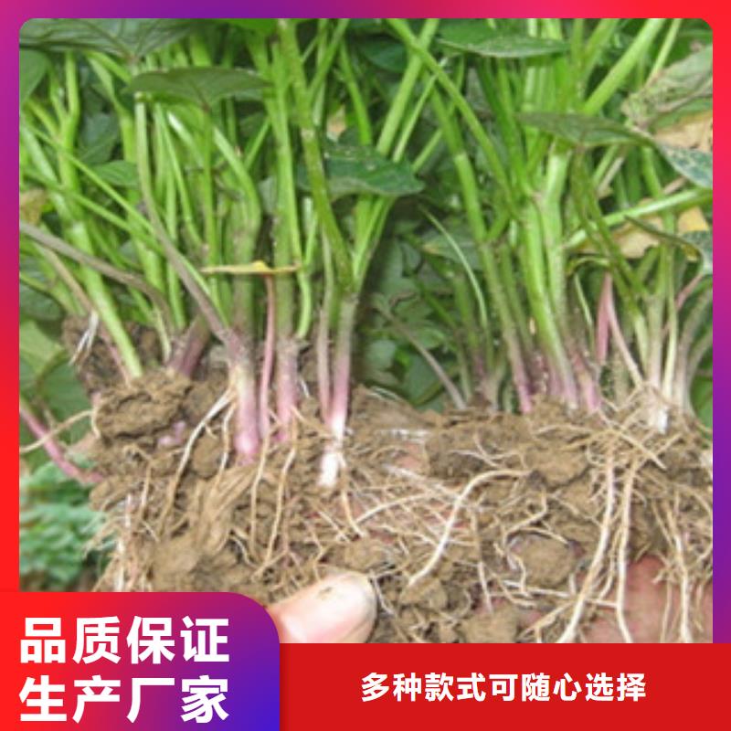 辽源紫红薯苗种植基地