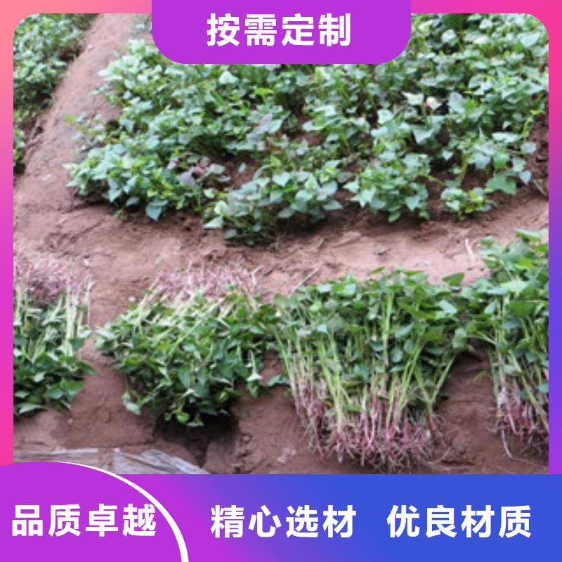 台州鲜食型紫薯苗市场报价