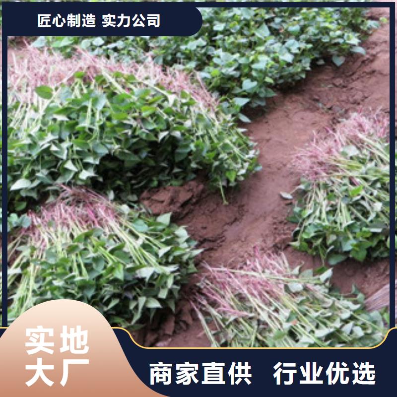 玉溪紫薯苗子图片