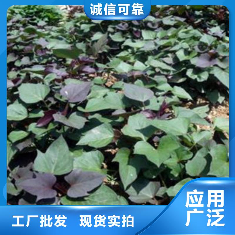 黑龙江脱毒紫薯苗种植厂家