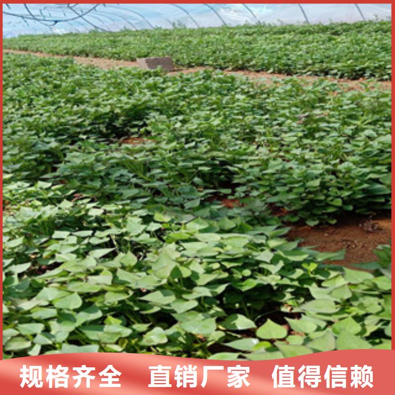文山红薯苗（西瓜红）厂家价格
