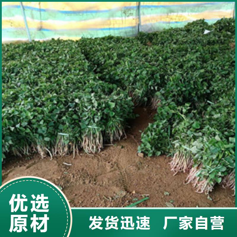 深圳紫薯种子欢迎致电