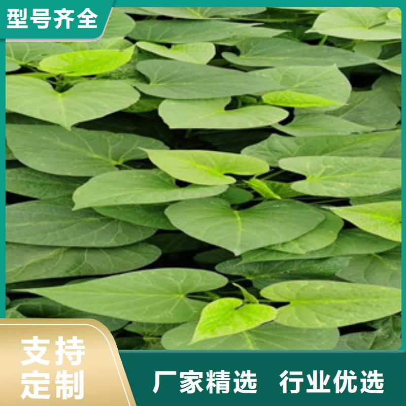 惠州紫薯种种植基地