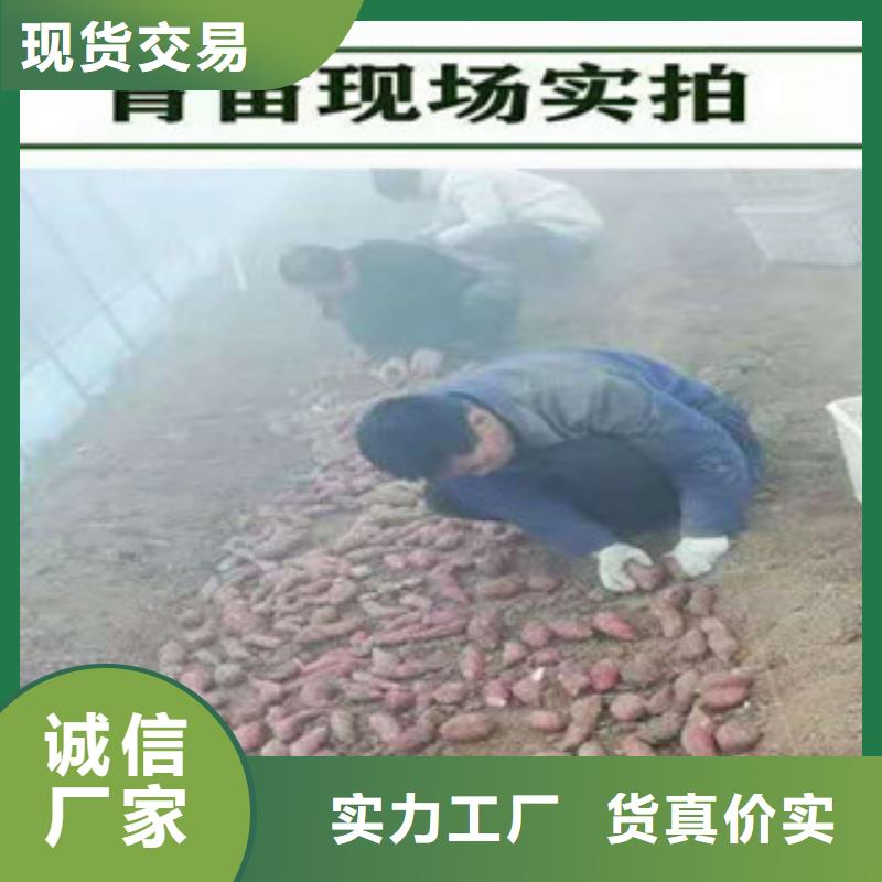 贵港紫薯苗多少钱