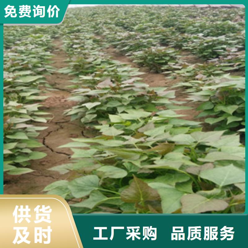 贵州紫薯种子厂家