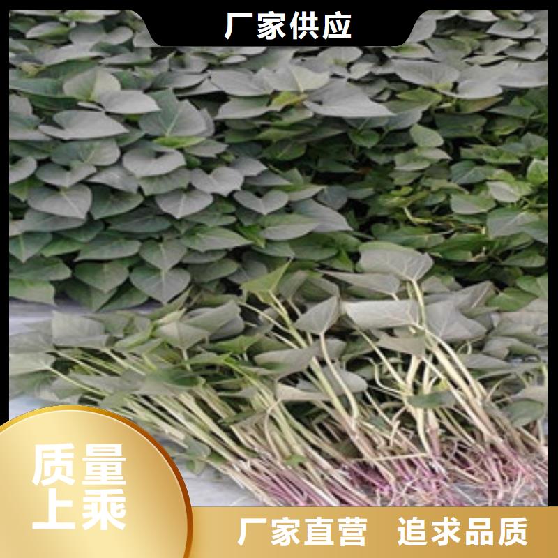 黄南紫薯苗（绫紫）多少钱