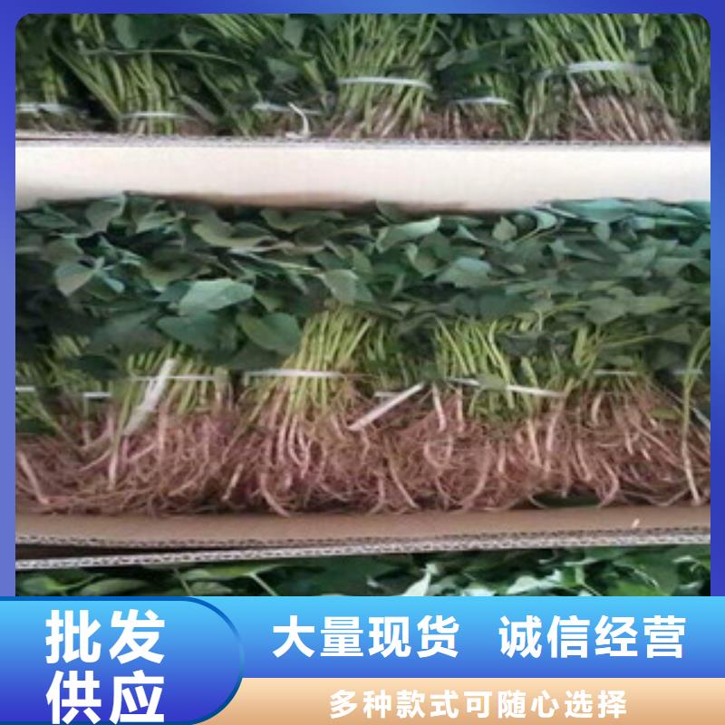 潮州紫红薯苗供应