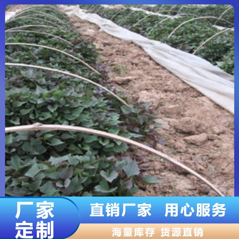 扬州紫薯种苗2021新苗上市