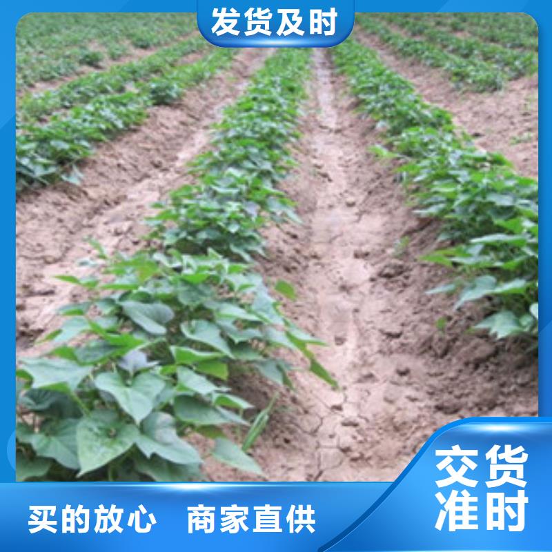 荆州紫薯种苗供应