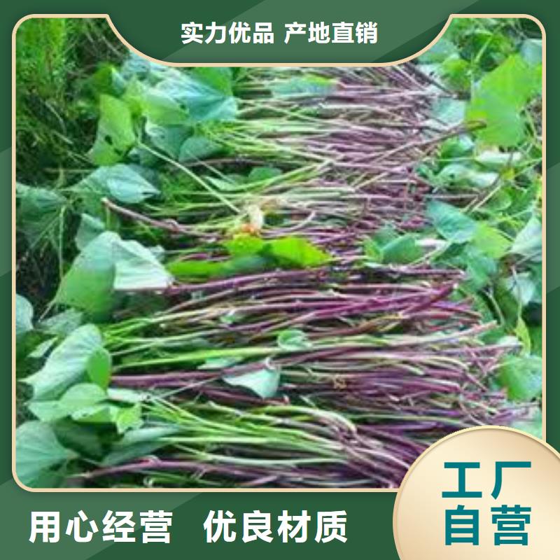 四平鲜食型紫薯苗图片