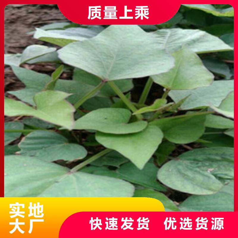 荆州鲜食型紫薯苗报价