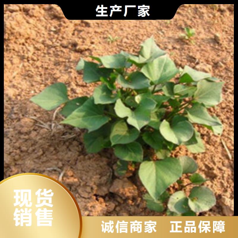 温州紫红薯苗销售