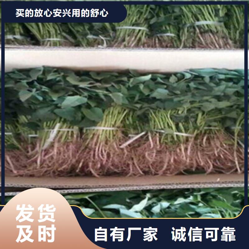 永州鲜食型紫薯苗多少钱