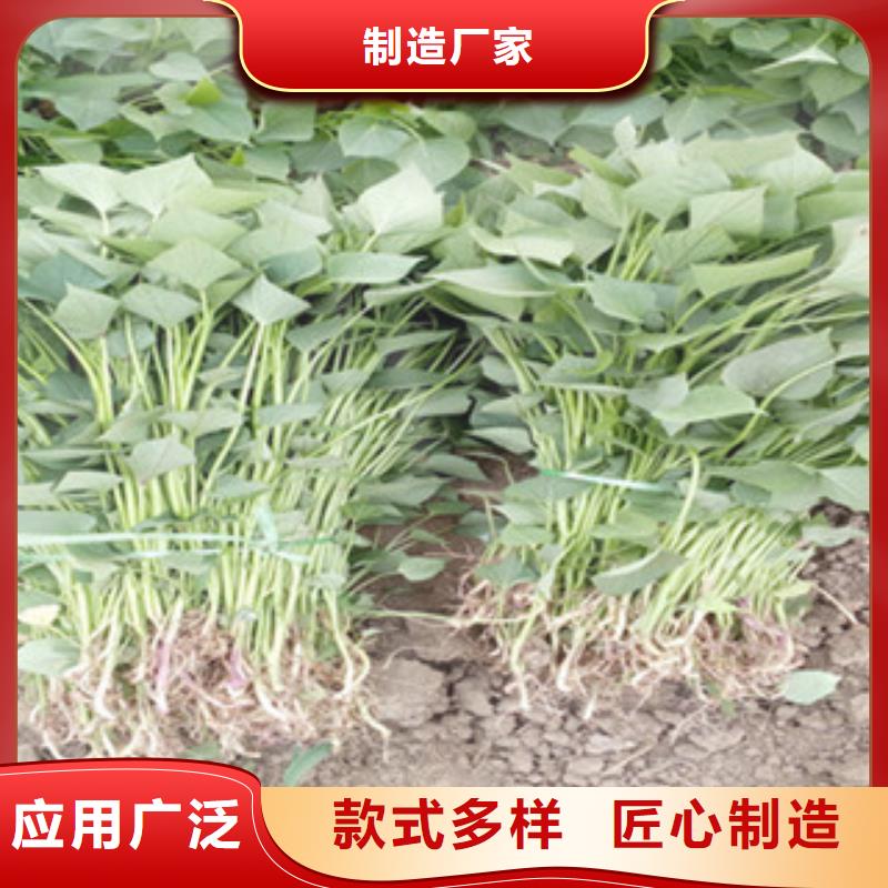 阳江紫薯种子种植厂家