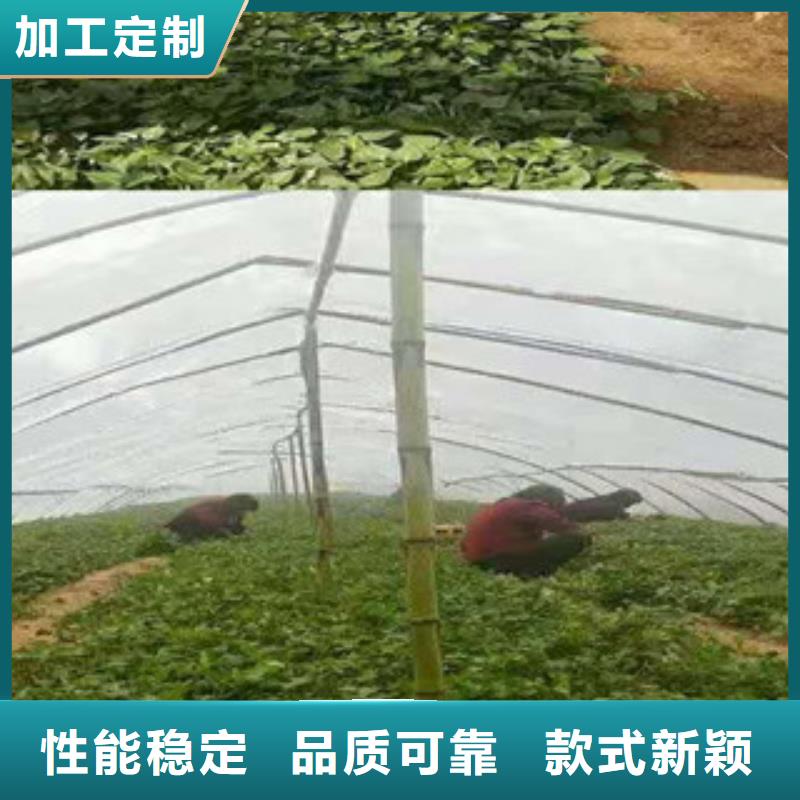 温州鲜食型紫薯苗2021新苗上市