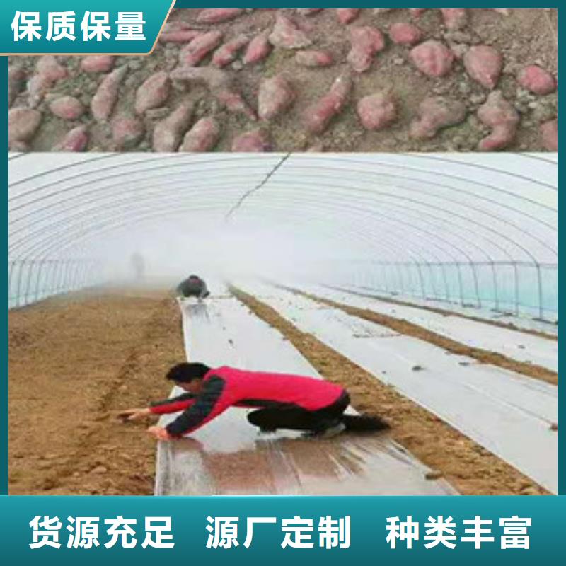 温州紫薯苗子供应
