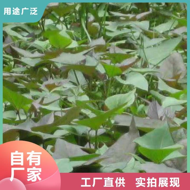 广安紫薯苗（济黑2号）2021新苗上市