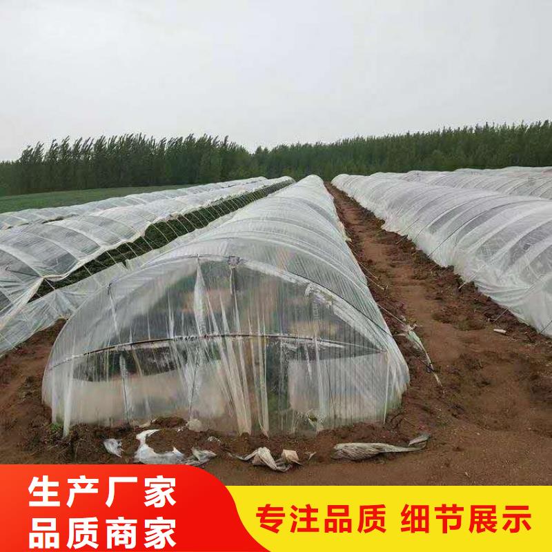 四川红薯苗（西瓜红）种植厂家
