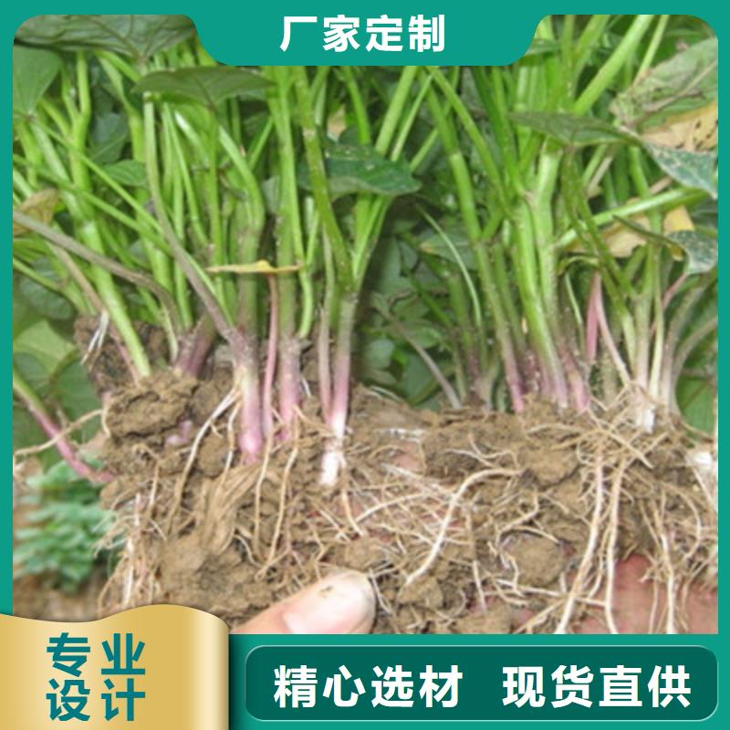 贵港紫薯苗销售