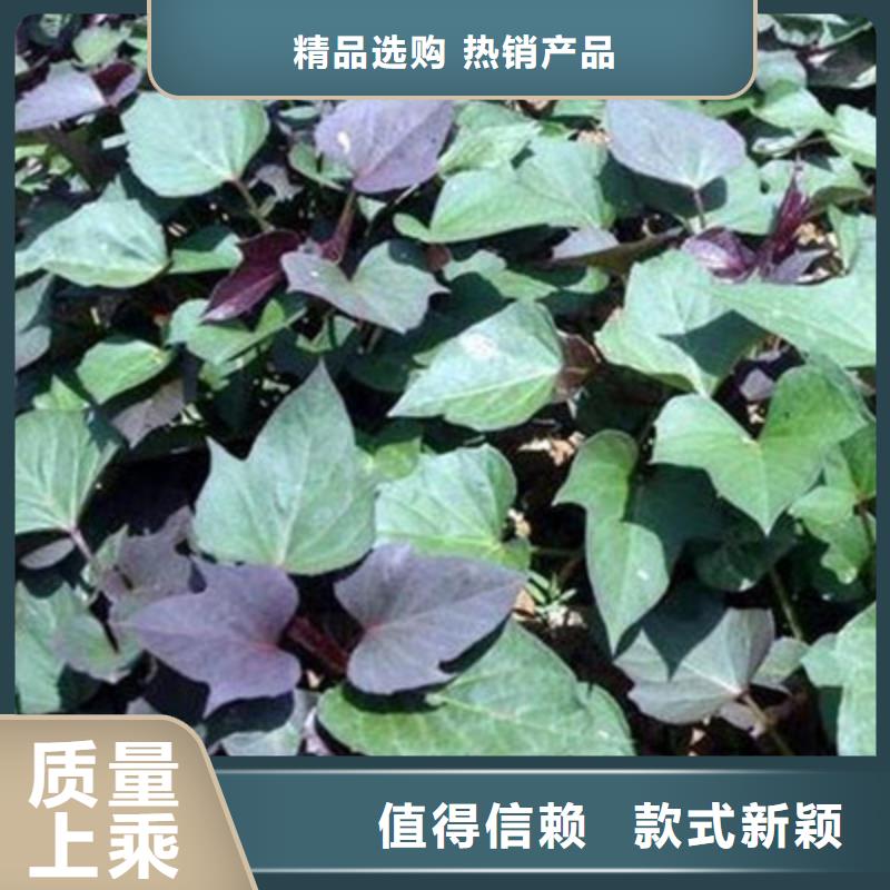 杭州紫地瓜苗多少钱一棵