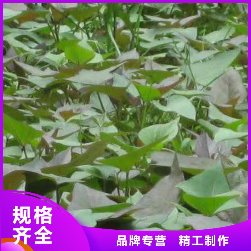 芜湖紫薯种苗多少钱一棵