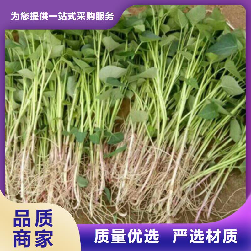 广安紫地瓜苗多少钱