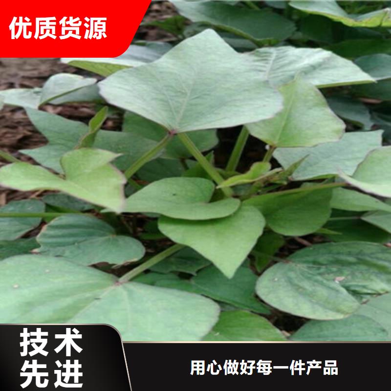 杭州紫薯种苗多少钱