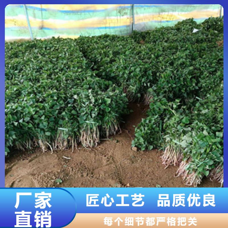 咸阳紫薯苗子种植厂家