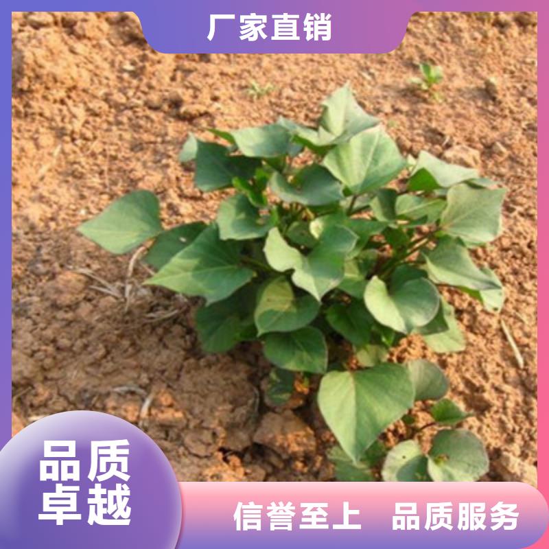 辽宁紫甘薯苗种植基地
