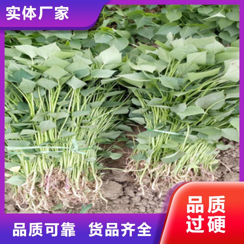 辽宁紫薯苗2021新苗上市