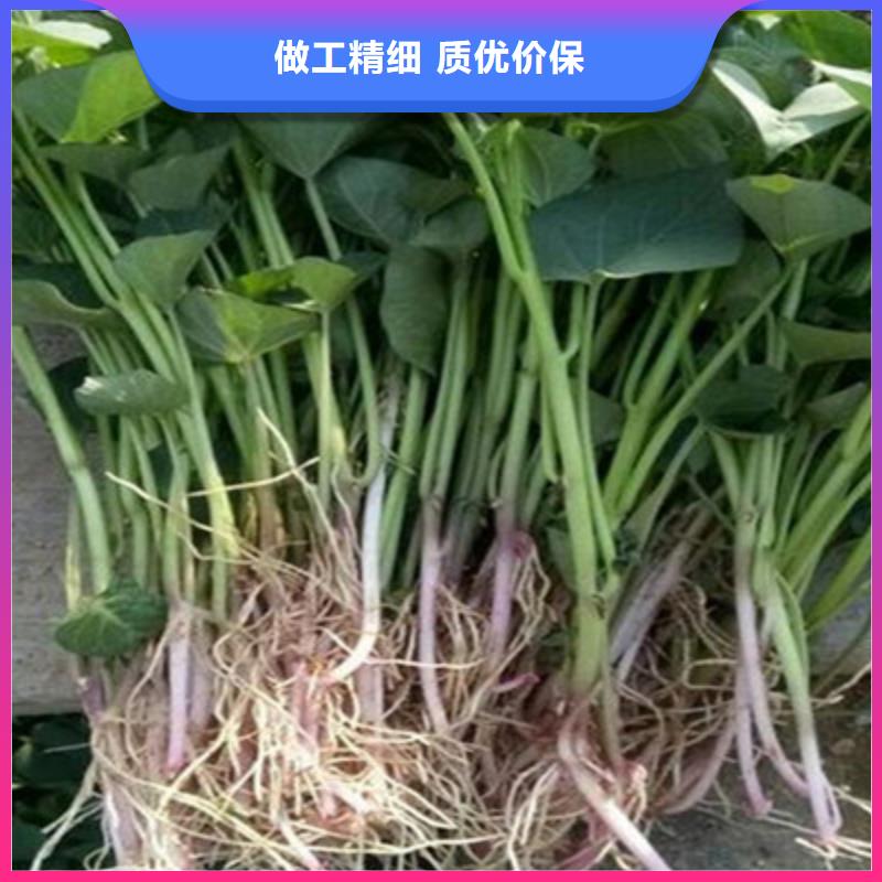杭州脱毒紫薯苗源头厂家