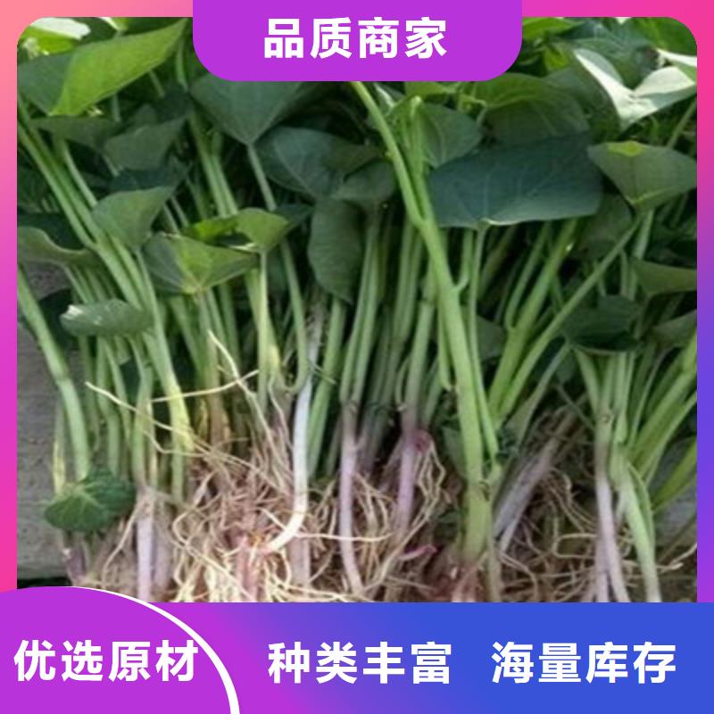 舟山紫甘薯苗图片