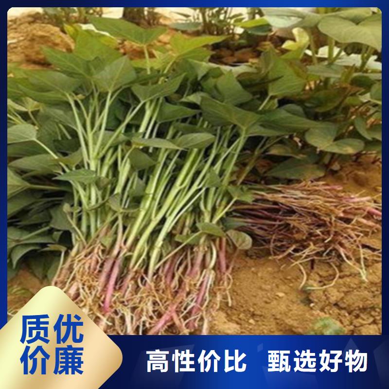 林芝紫薯种子图片