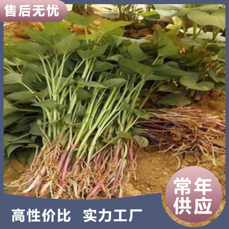 丹东脱毒紫薯苗种植基地
