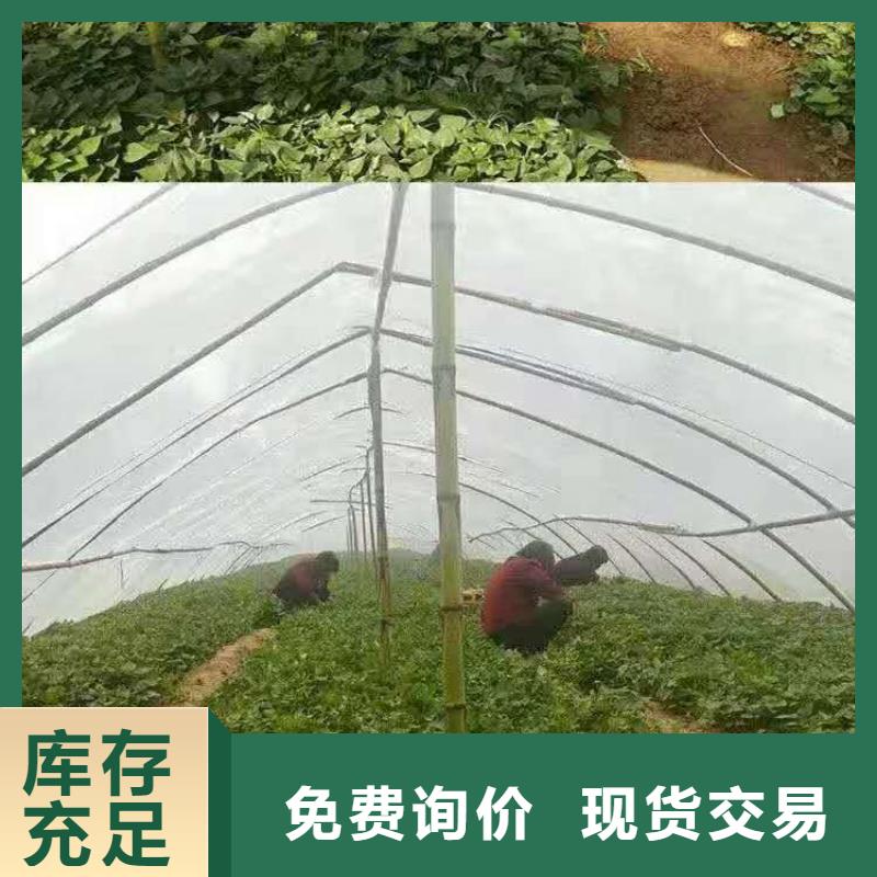 许昌鲜食型紫薯苗种植厂家