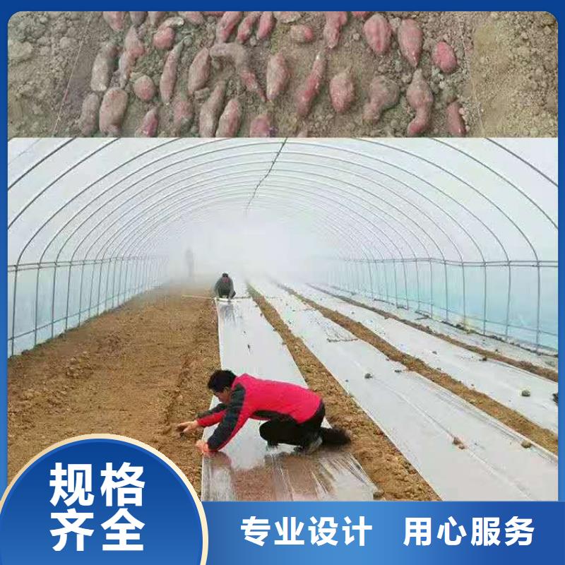 海北紫红薯苗种植厂家