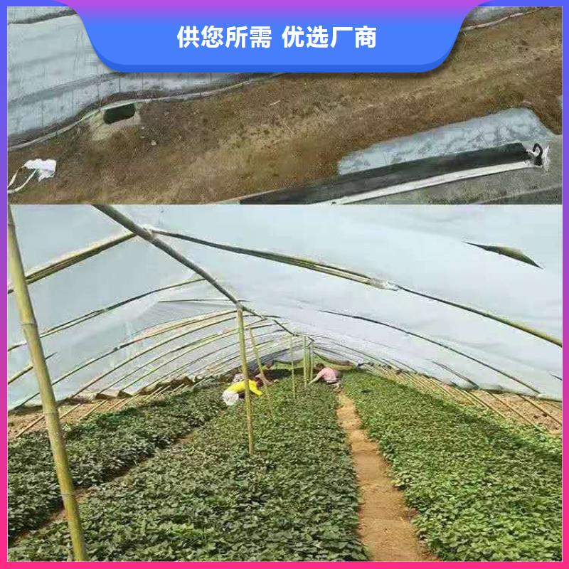 揭阳鲜食型紫薯苗销售