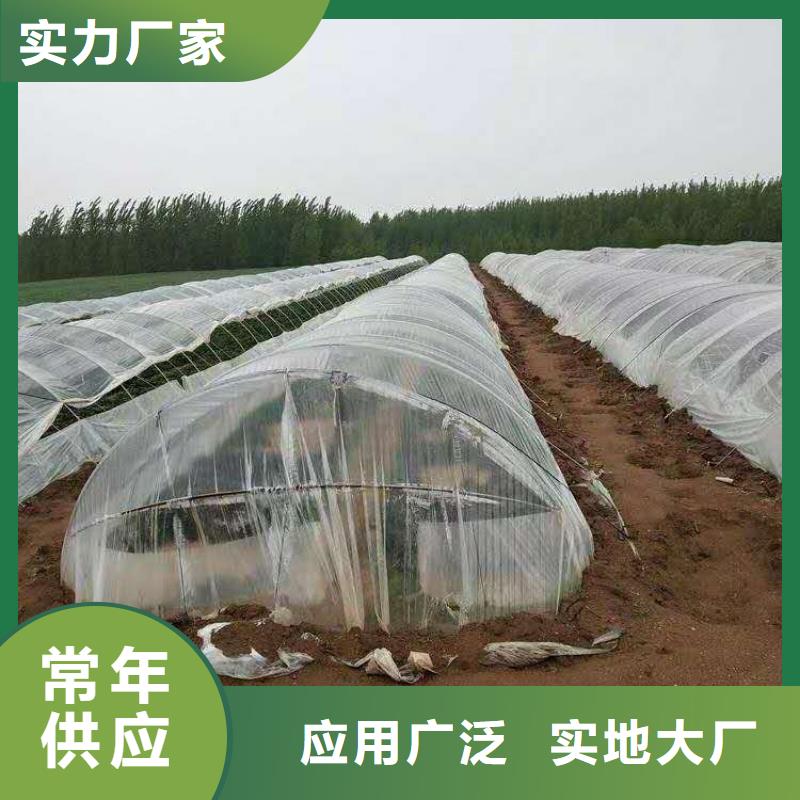 海南紫薯种苗源头厂家