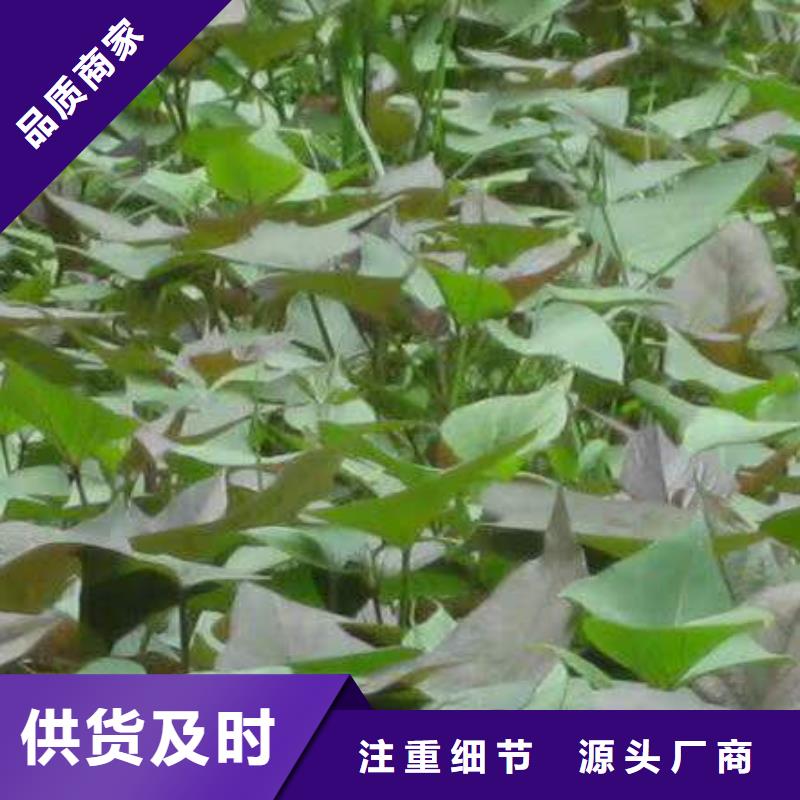 徐州紫薯苗种植基地