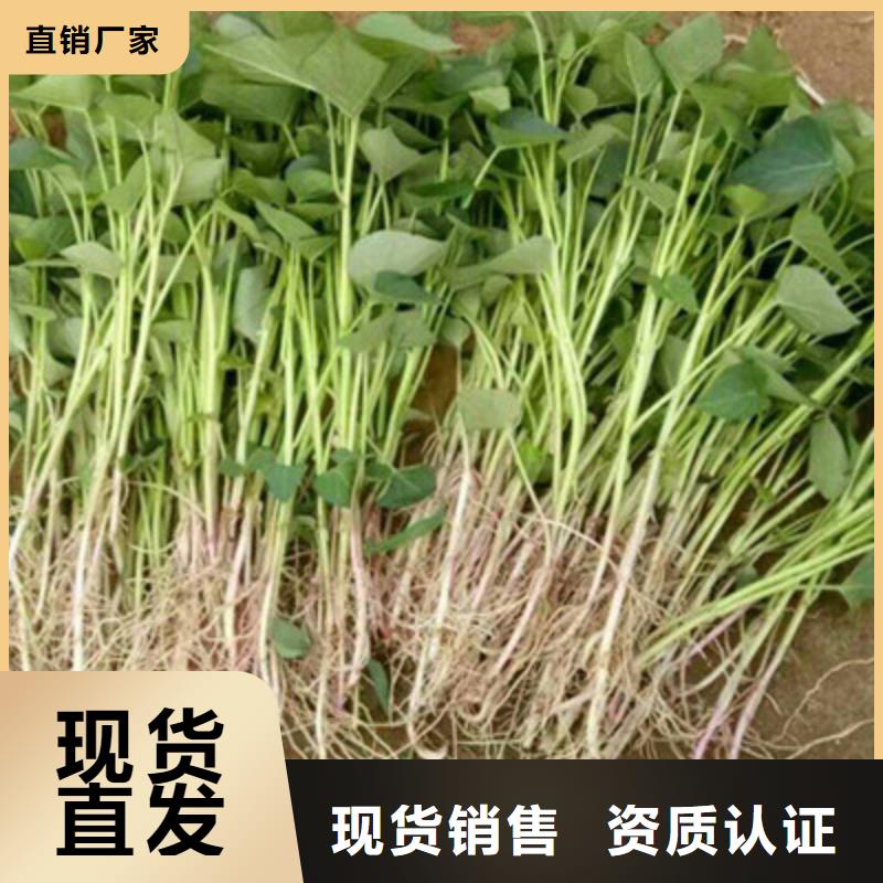 锦州紫薯苗（济黑2号）供应