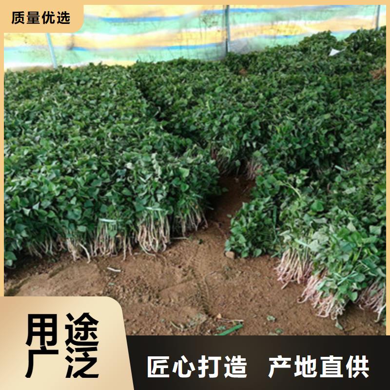 潮州红薯苗（西瓜红）种植厂家