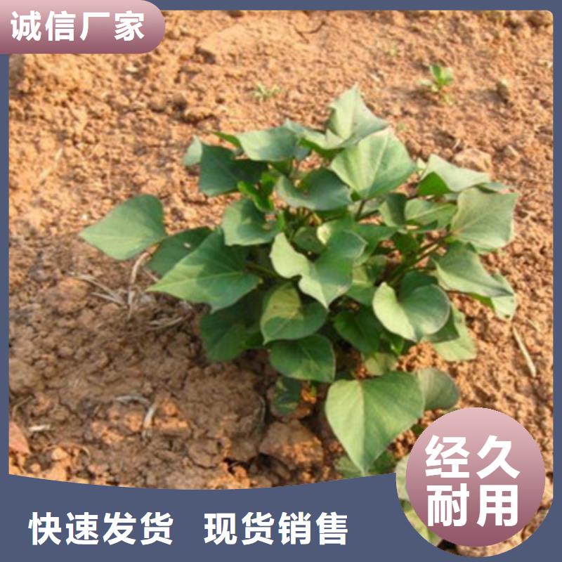 芜湖紫地瓜苗种植基地