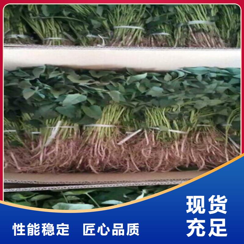 锦州紫红薯苗2021新苗上市