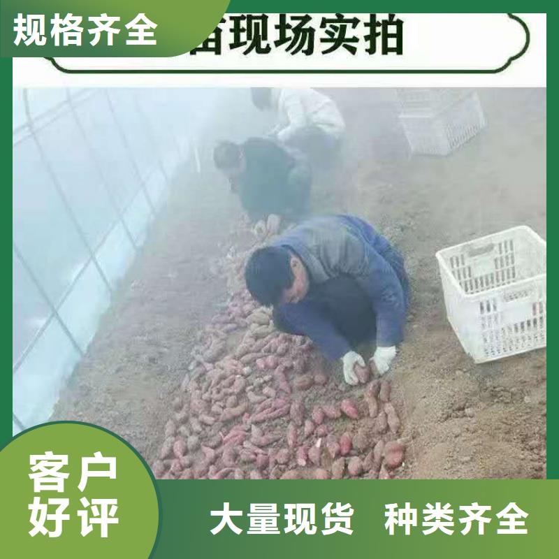 许昌紫薯苗子多少钱一棵