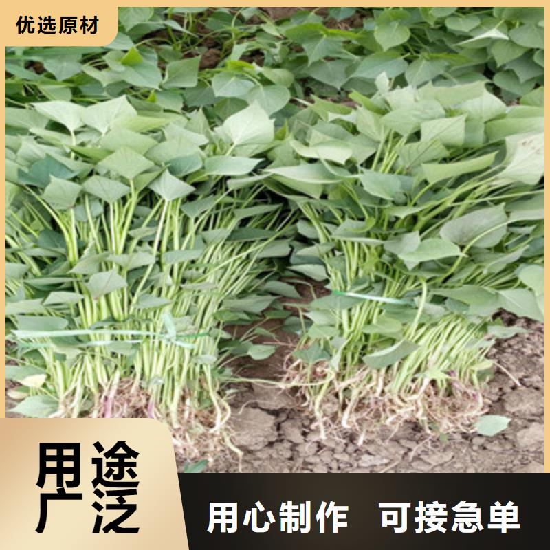 漳州紫甘薯苗销售